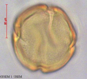 ISEM 1/Cedrela_odorata_29111/Cedrela_odorata_29111_0001(copy)_thumb.jpg